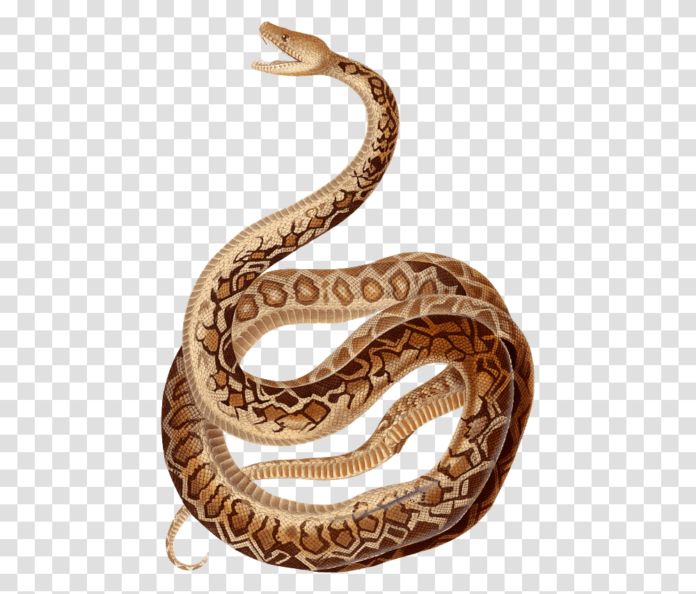 Cuban Boa Ny Snakes Scientific Illustrations, Reptile, Animal, Rattlesnake Transparent Png