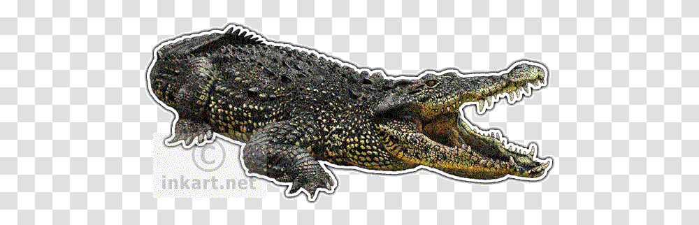 Cuban Crocodile Decal Color Is A Crocodile, Lizard, Reptile, Animal, Alligator Transparent Png