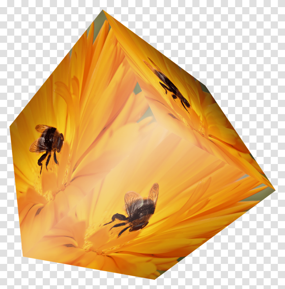 Cube Flower Bee Insect Orange Visual Arts, Honey Bee, Invertebrate, Animal, Nature Transparent Png