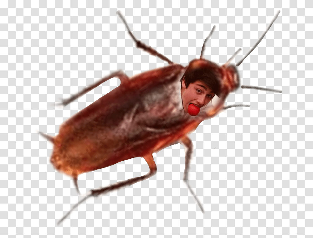 Cucaracha Cucaracha Bug, Insect, Invertebrate, Animal, Person Transparent Png