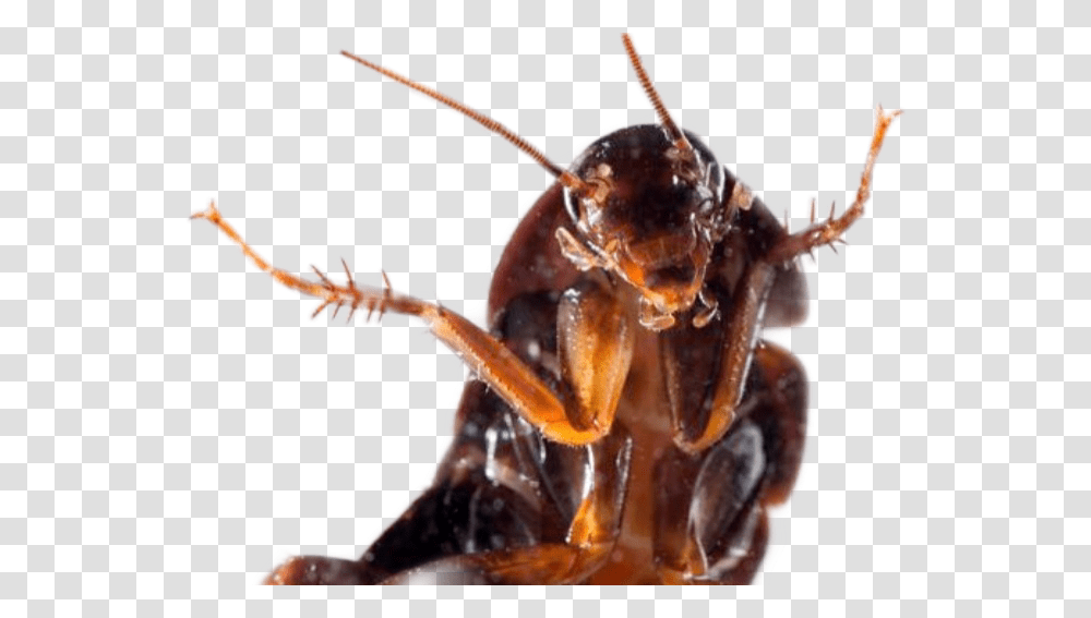 Cucaracha Roach Taking A Selfie, Insect, Invertebrate, Animal, Lobster Transparent Png