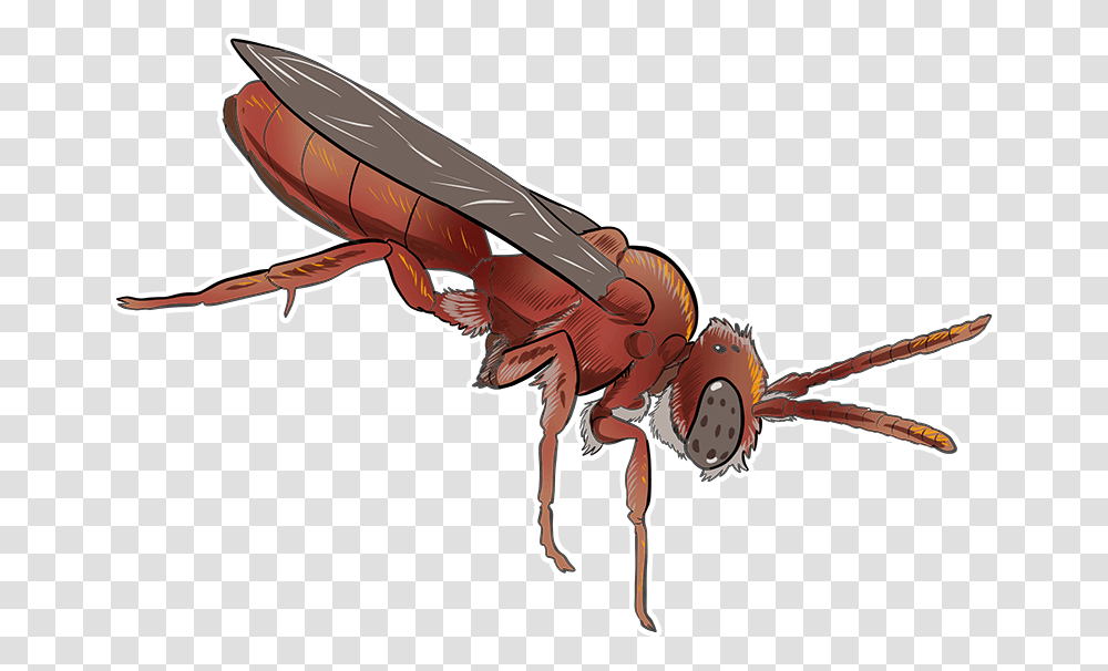 Cuckoo Bee Hornet, Wasp, Insect, Invertebrate, Animal Transparent Png