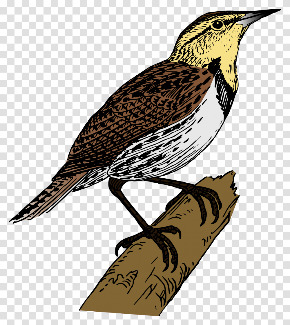 Cuckoo Bird Hd, Animal, Partridge, Quail, Grouse Transparent Png