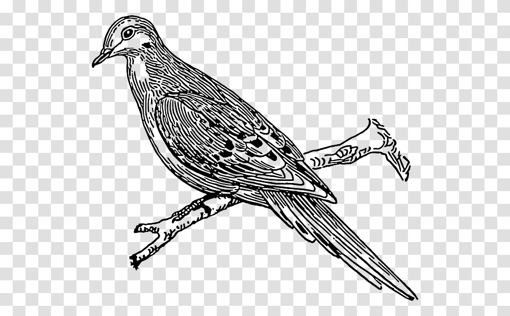 Cuckoo Clipart Black And White, Bird, Animal, Finch, Sparrow Transparent Png