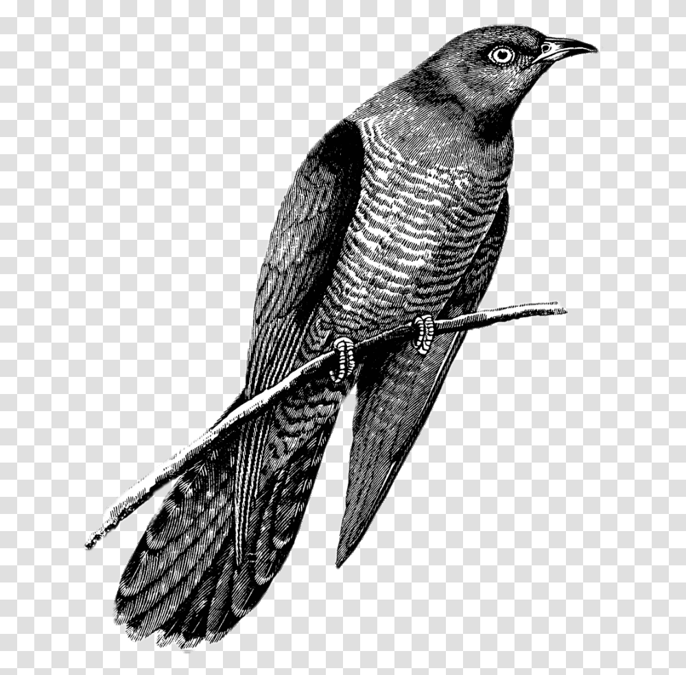 Cuckoo Drawing Black And White Stickpng Easy Cuckoo Bird Drawing, Animal, Buzzard, Hawk, Accipiter Transparent Png