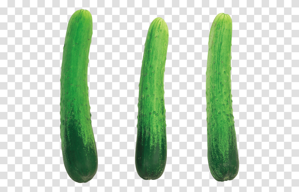 Cucumber Free Download Cucumber With No Background, Vegetable, Plant, Food, Produce Transparent Png
