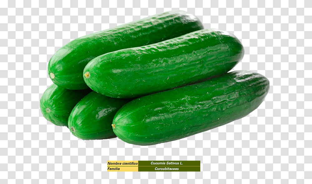 Cucumber In Saudi Arabia Cucumber, Plant, Vegetable, Food, Snake Transparent Png