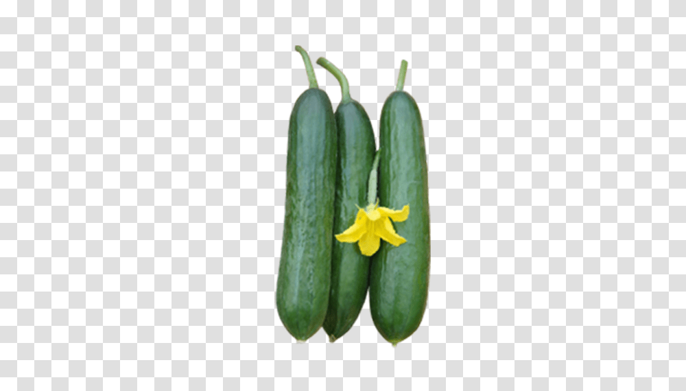 Cucumber Kekasih Green World Genetic, Plant, Vegetable, Food, Produce Transparent Png