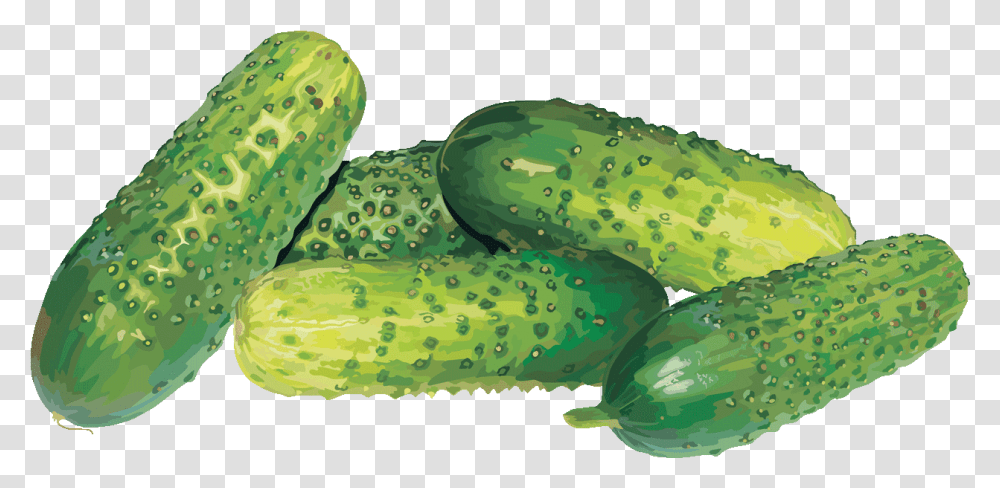 Cucumber, Plant, Food, Vegetable, Snake Transparent Png
