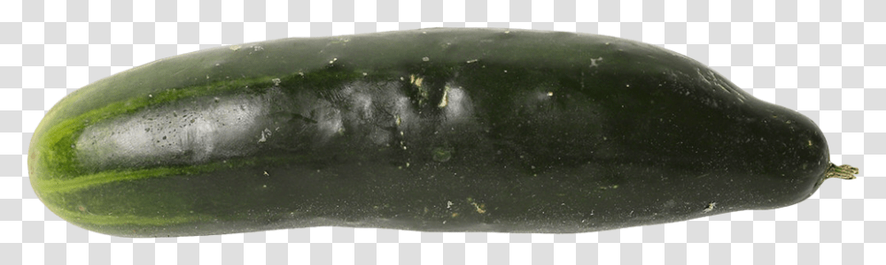 Cucumber, Vegetable, Fish, Animal, Plant Transparent Png