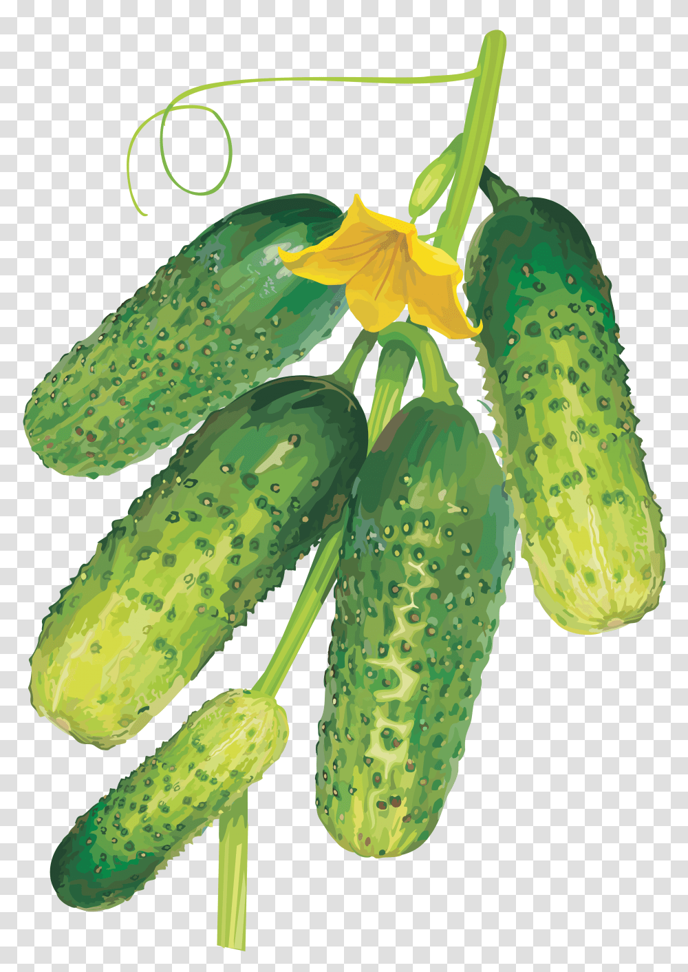 Cucumber, Vegetable, Plant, Food, Pickle Transparent Png