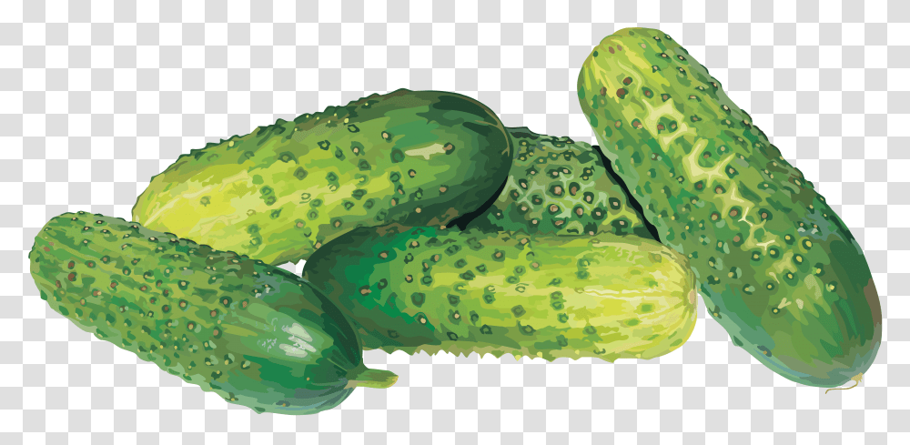 Cucumber, Vegetable, Plant, Food, Produce Transparent Png