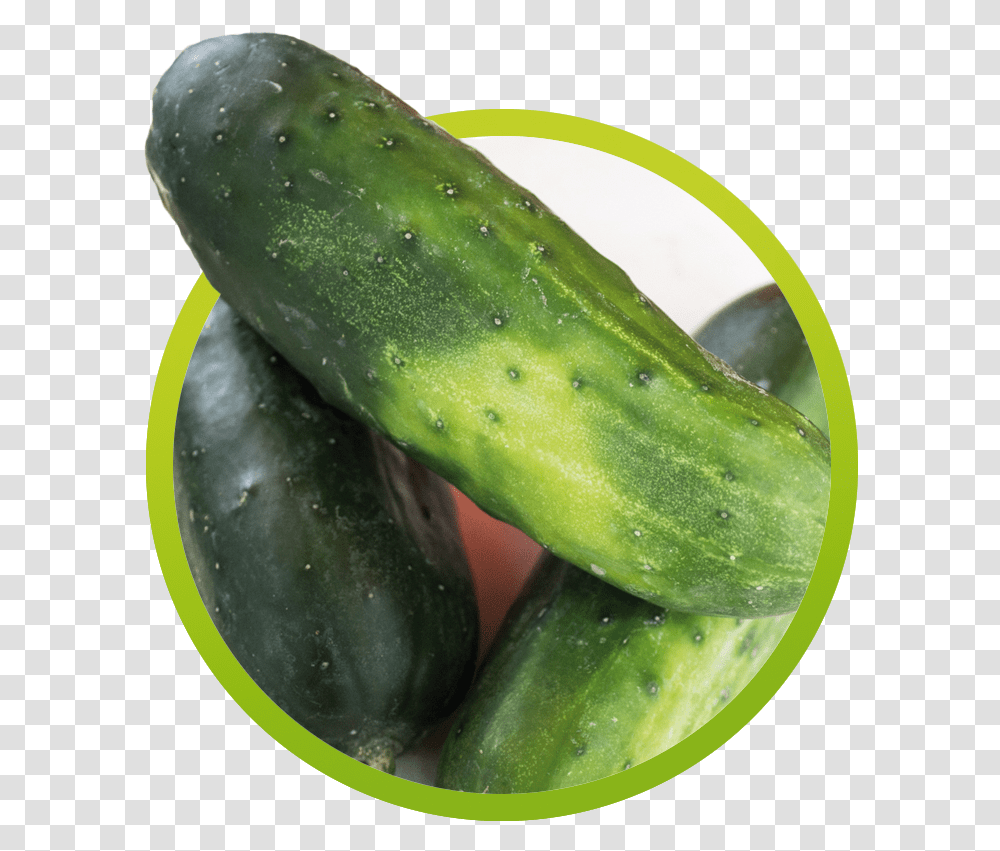 Cucumber, Vegetable, Plant, Food Transparent Png