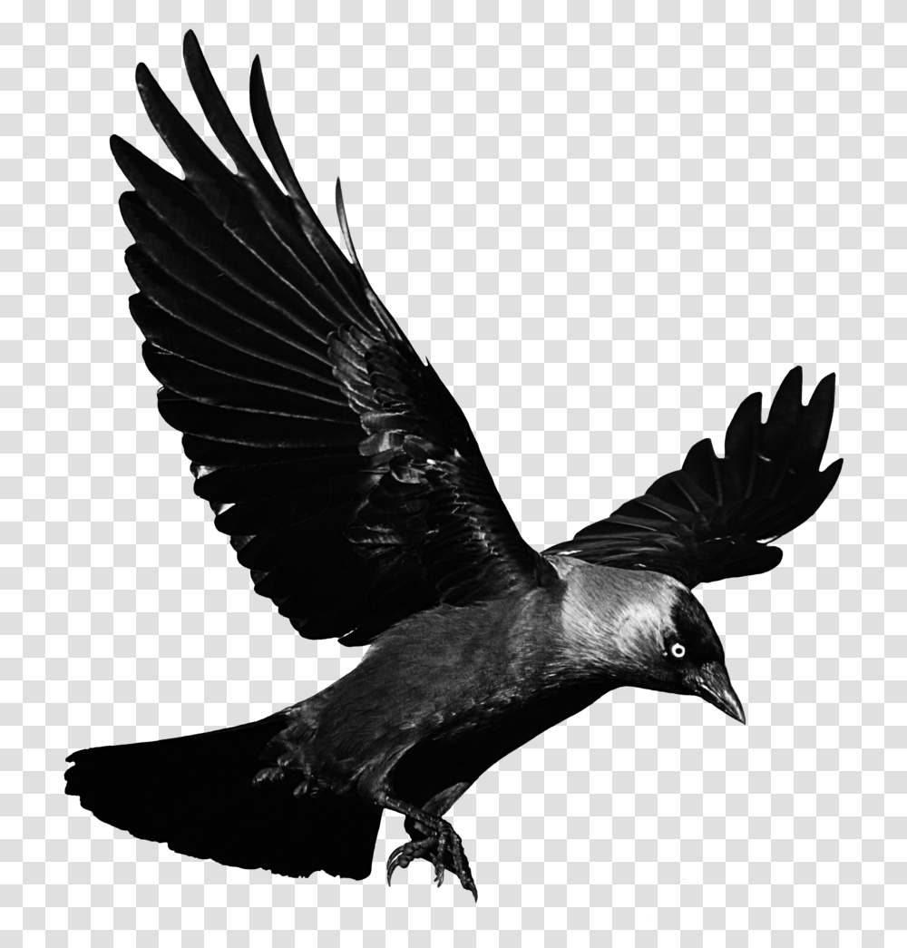 Cuervo Pajaro Negro Glitch Terror Miedo Ave Background Raven, Bird, Animal, Crow, Blackbird Transparent Png