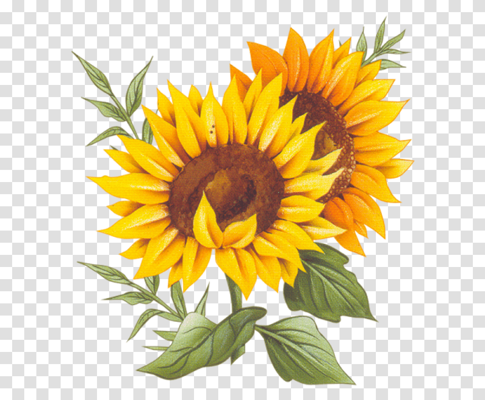 Cuisine Montxe9e Sunflower Recipe Two France Vector Sunflower Vector Background, Plant, Blossom, Treasure Flower Transparent Png
