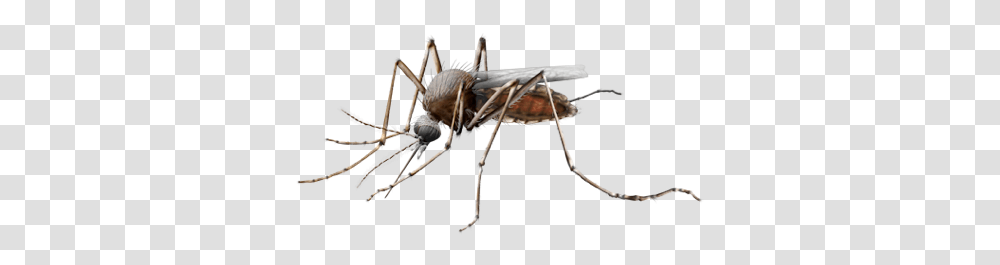 Culex For Sm Web, Insect, Mosquito, Invertebrate, Animal Transparent Png