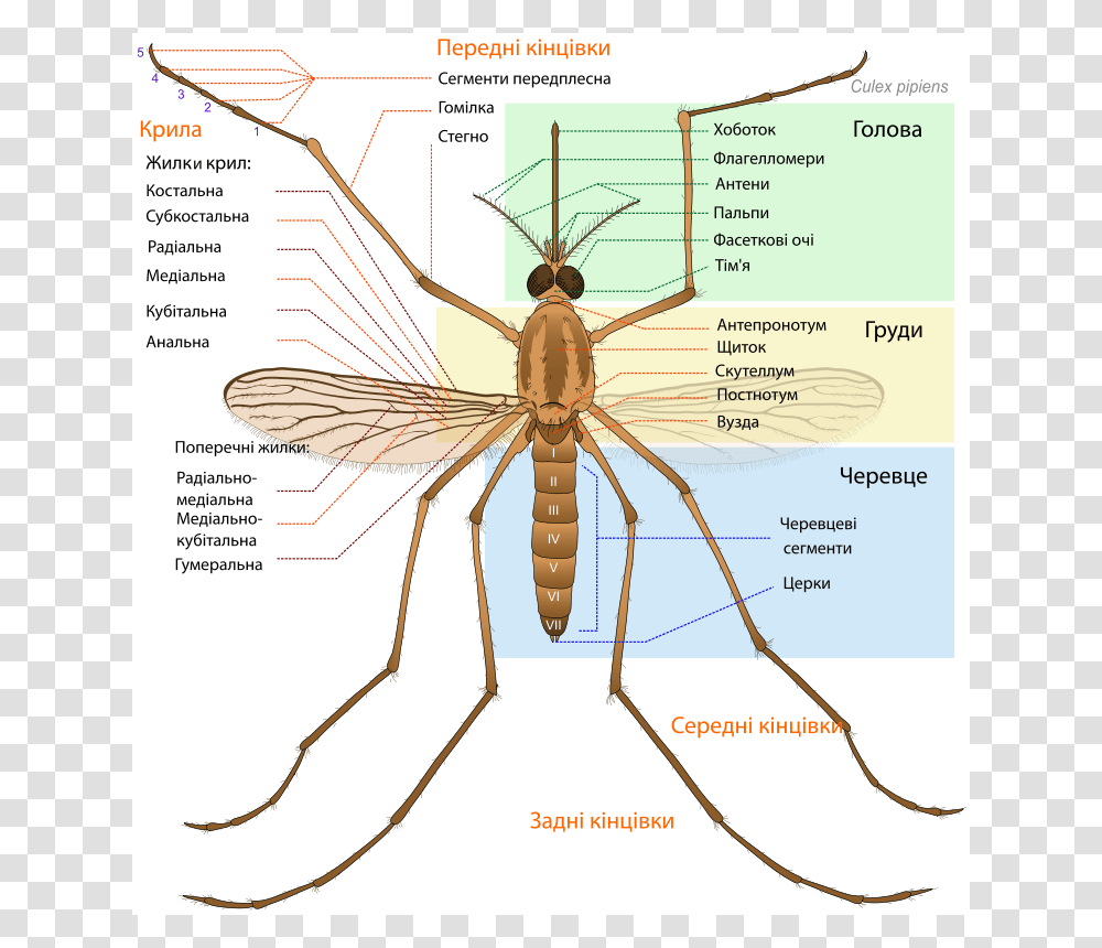 Culex Pipiens Diagram Uk, Animals, Insect, Invertebrate, Mosquito Transparent Png