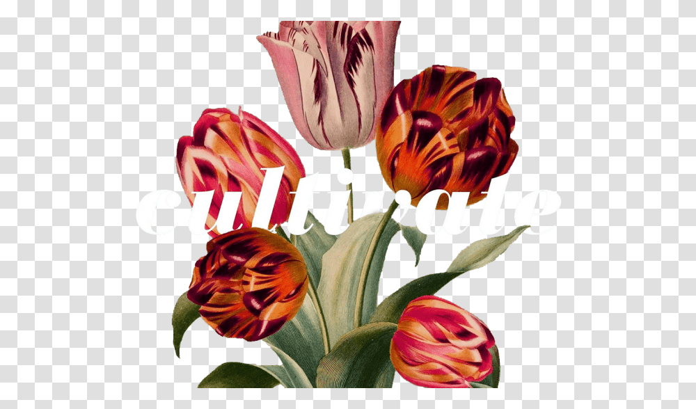 Cultivate Northeast Christian Church, Plant, Flower, Blossom, Tulip Transparent Png