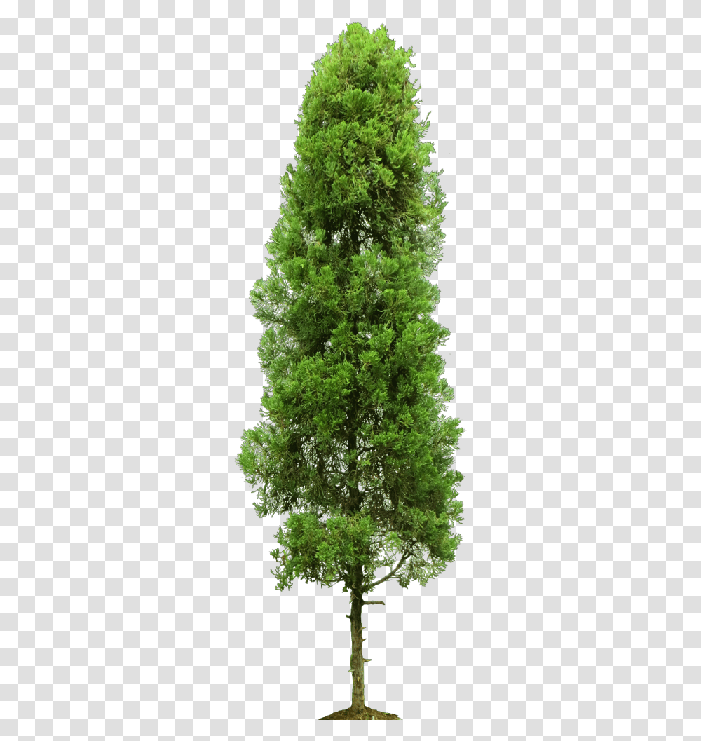Cupressus Sempervirens 4 Image Single Tree, Plant, Vegetation, Bush, Moss Transparent Png