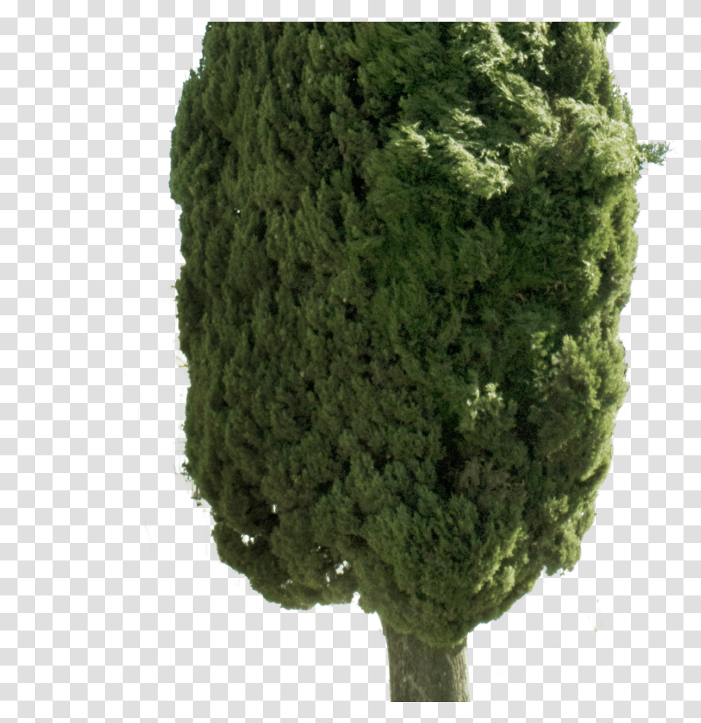 Cupressus Sempervirens Tree Ii Cupressus Sempervirens, Moss, Plant, Green, Vegetation Transparent Png