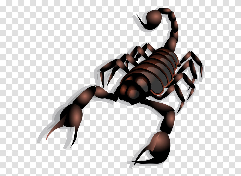 Cure Of Scorpion Bite, Invertebrate, Animal, Person, Human Transparent Png