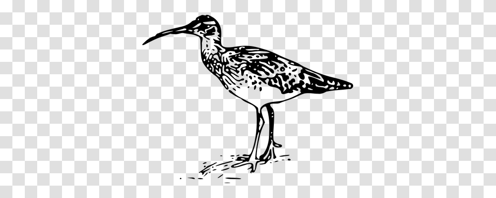 Curlew Animals, Gray, World Of Warcraft Transparent Png