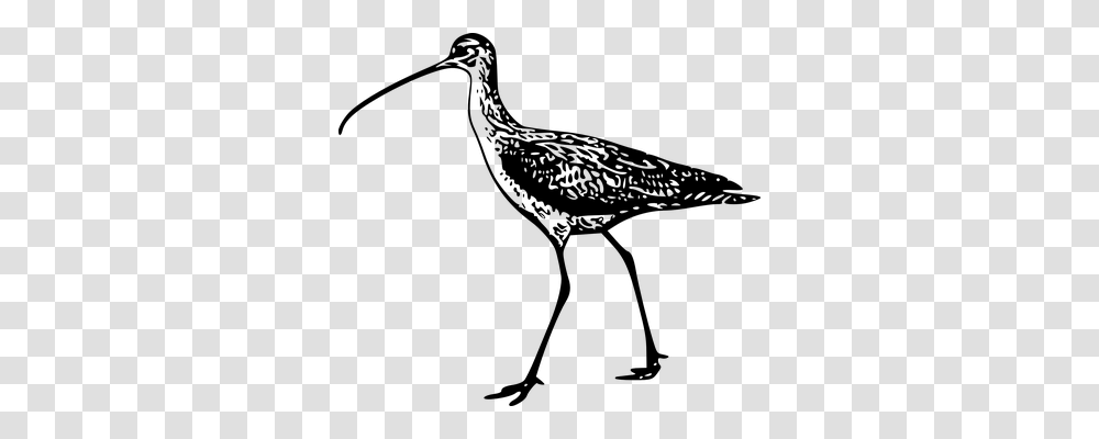 Curlew Animals, Gray, World Of Warcraft Transparent Png