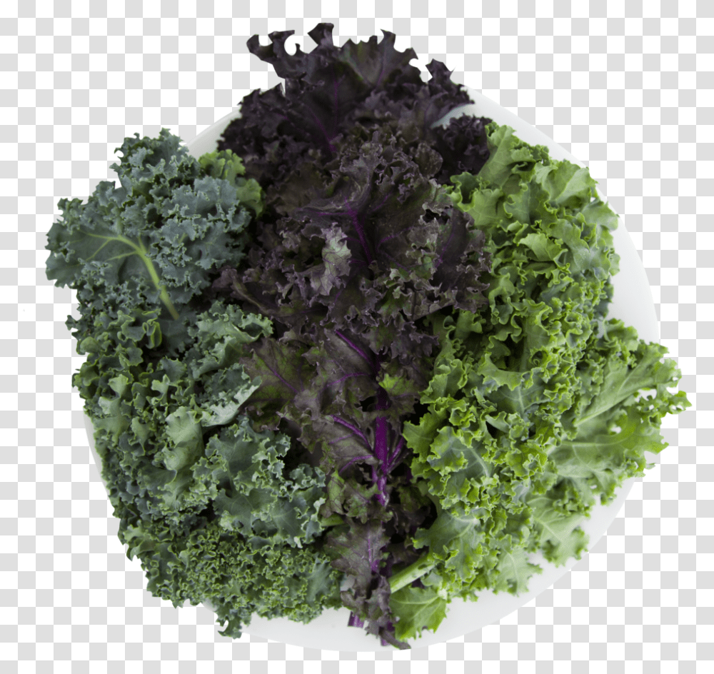 Curly Kale Image With No Background Cruciferous Vegetables, Cabbage, Plant, Food, Pineapple Transparent Png