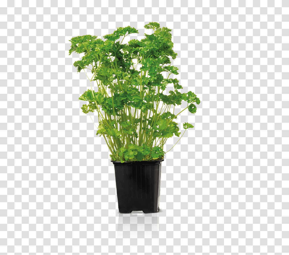 Curly Parsley Bylinky Flowerpot, Plant, Dill, Seasoning, Food Transparent Png