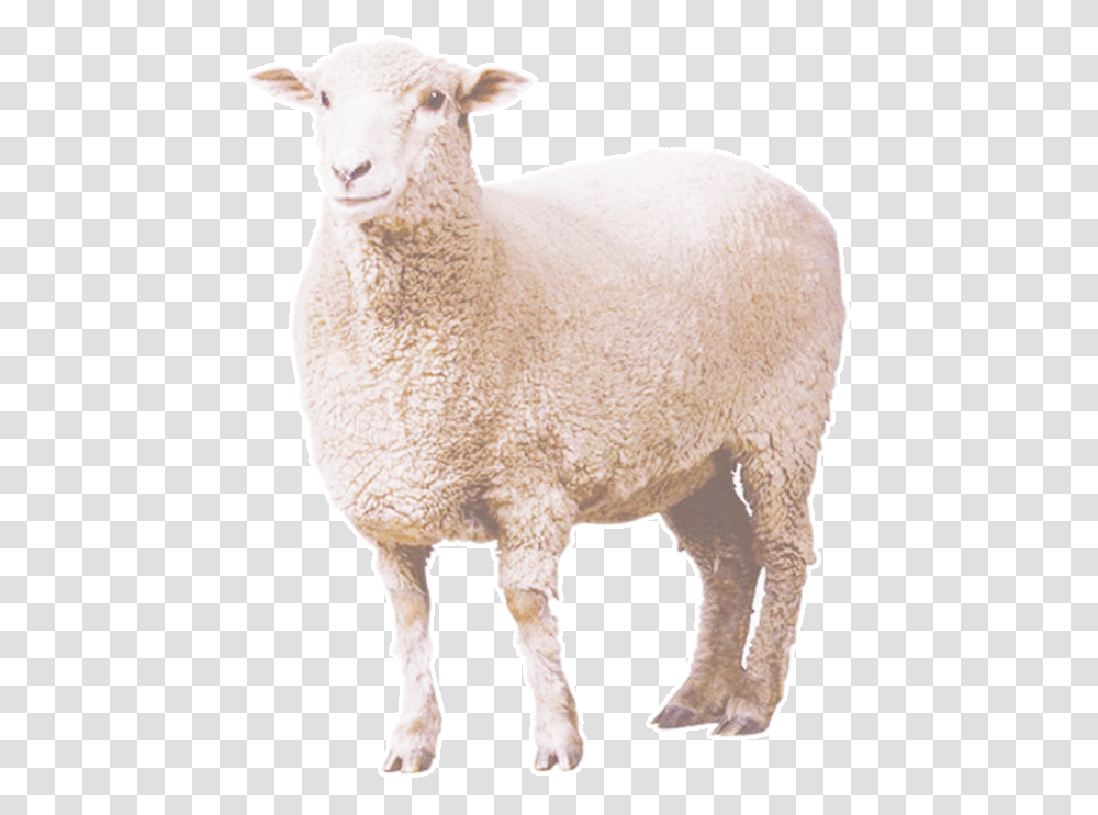 Curly Sheep Download Sheep, Mammal, Animal, Wool Transparent Png
