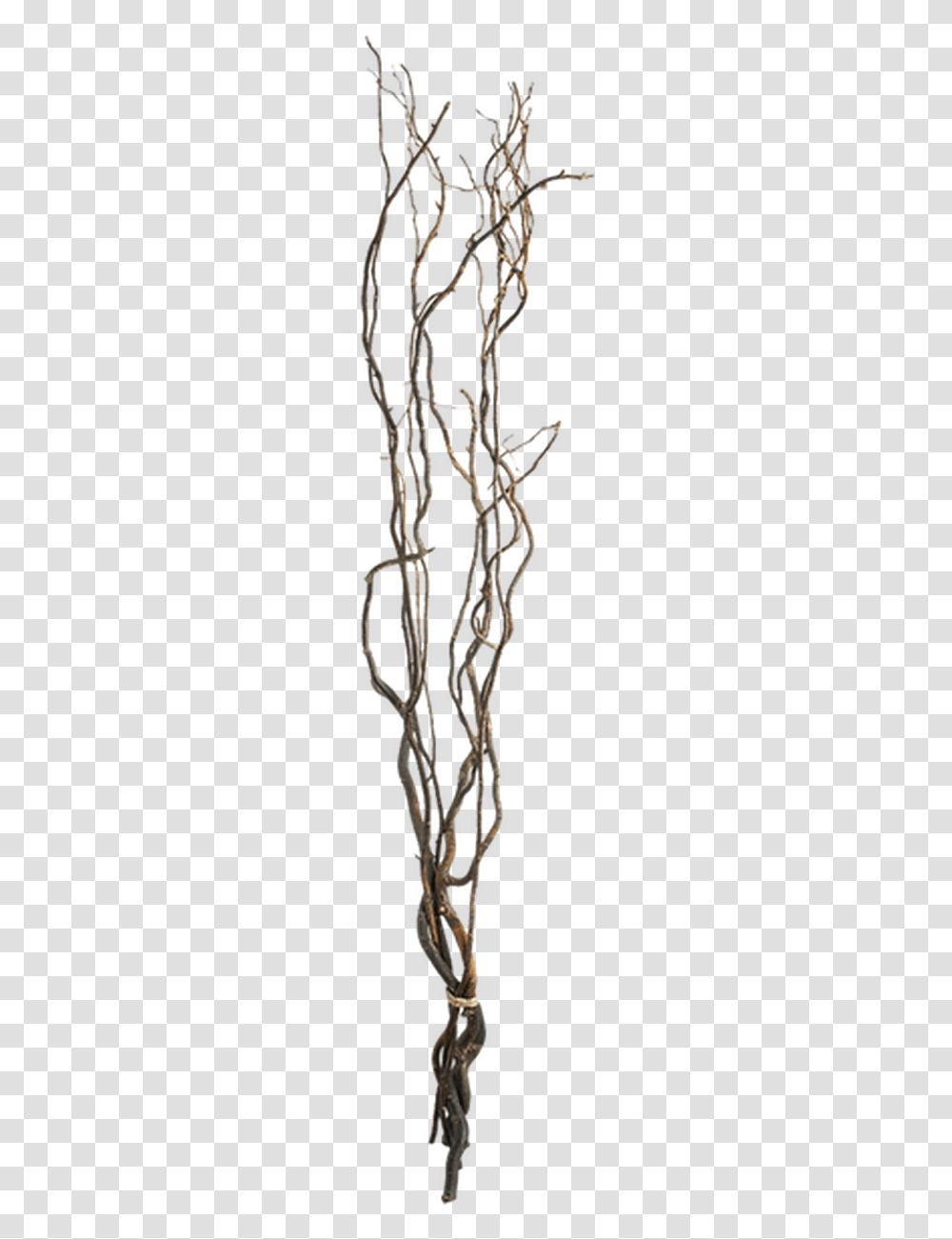 Curly Willow Branches, Horn, Brass Section, Musical Instrument, Crystal Transparent Png