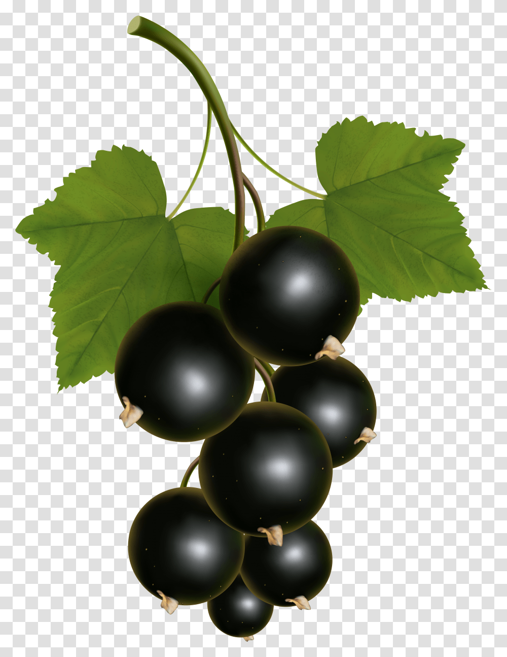 Currants Clipart Grape Vine Transparent Png