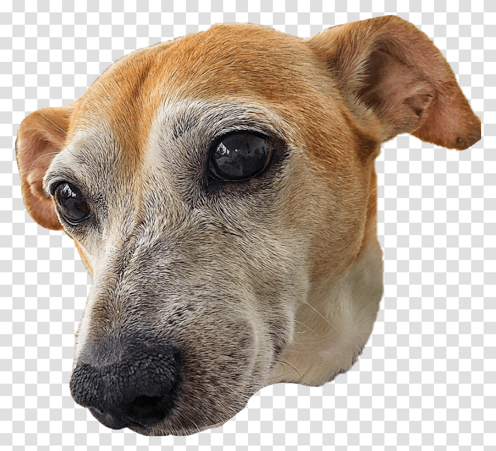 Currare Breed Potcake Dogfawncompanion Dogear Dog Head, Pet, Canine, Animal, Mammal Transparent Png