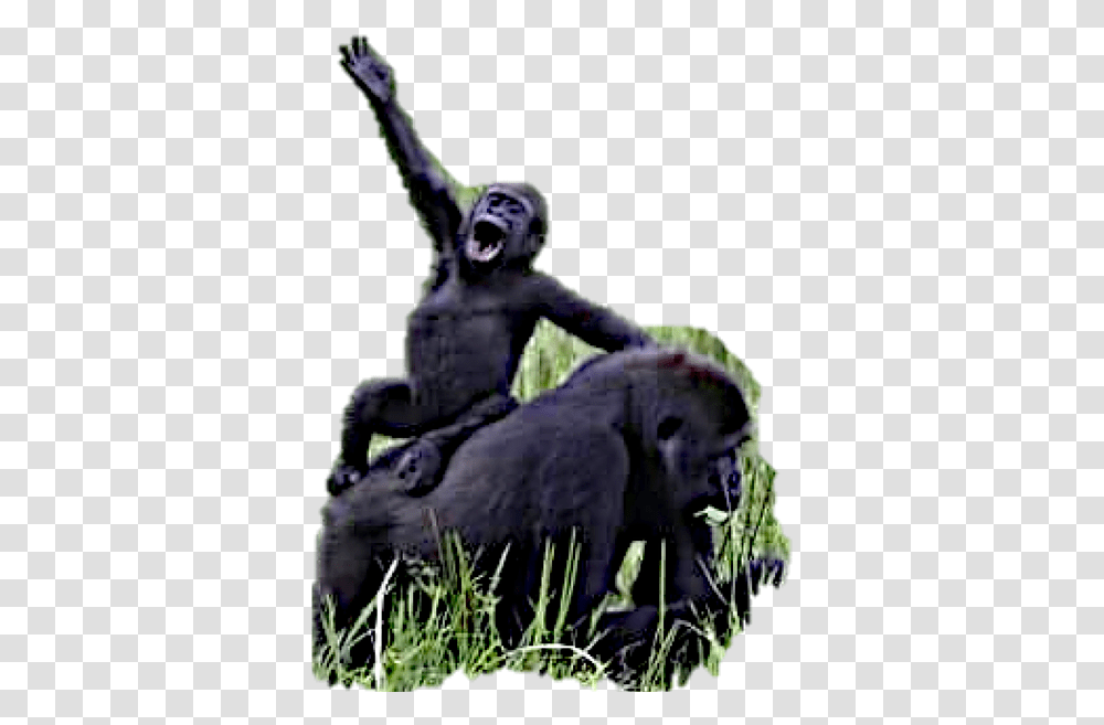 Current Campaigns Wilddazethemovie Gorilla, Ape, Wildlife, Mammal, Animal Transparent Png