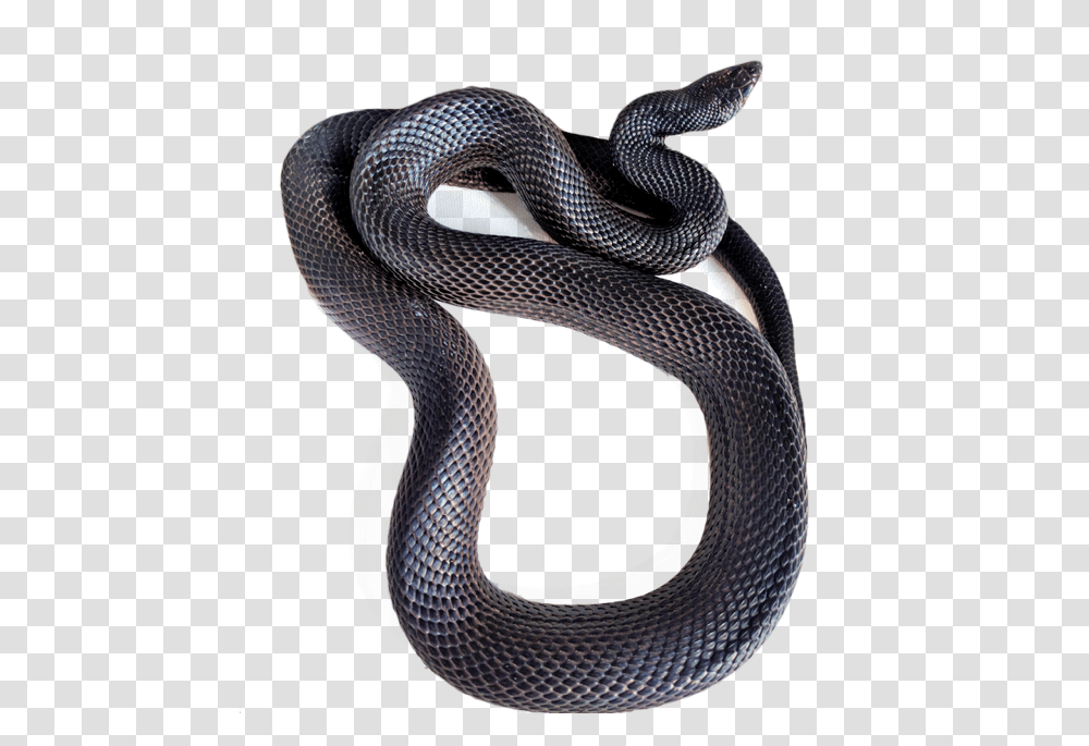 Currently We Are Working With Pine Snakes Trans Pecos Black Snake, Reptile, Animal, King Snake, Cobra Transparent Png
