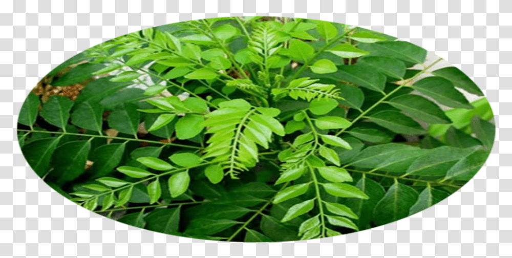 Curry Leaf Plant, Vegetation, Tree, Bush, Potted Plant Transparent Png