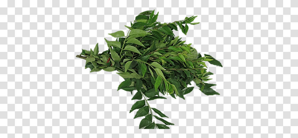 Curry Leaves, Leaf, Plant, Tree, Vegetation Transparent Png