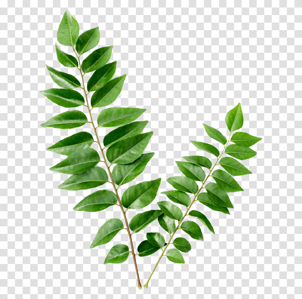 Curry Leaves Leaves Curry, Leaf, Plant, Green, Vegetation Transparent Png