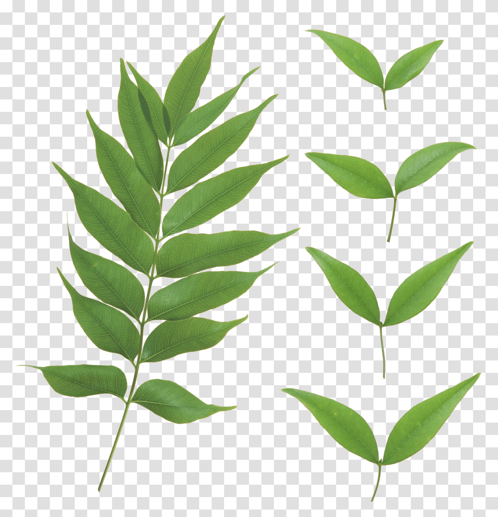 Curry Leaves Leaves, Leaf, Plant, Fern Transparent Png