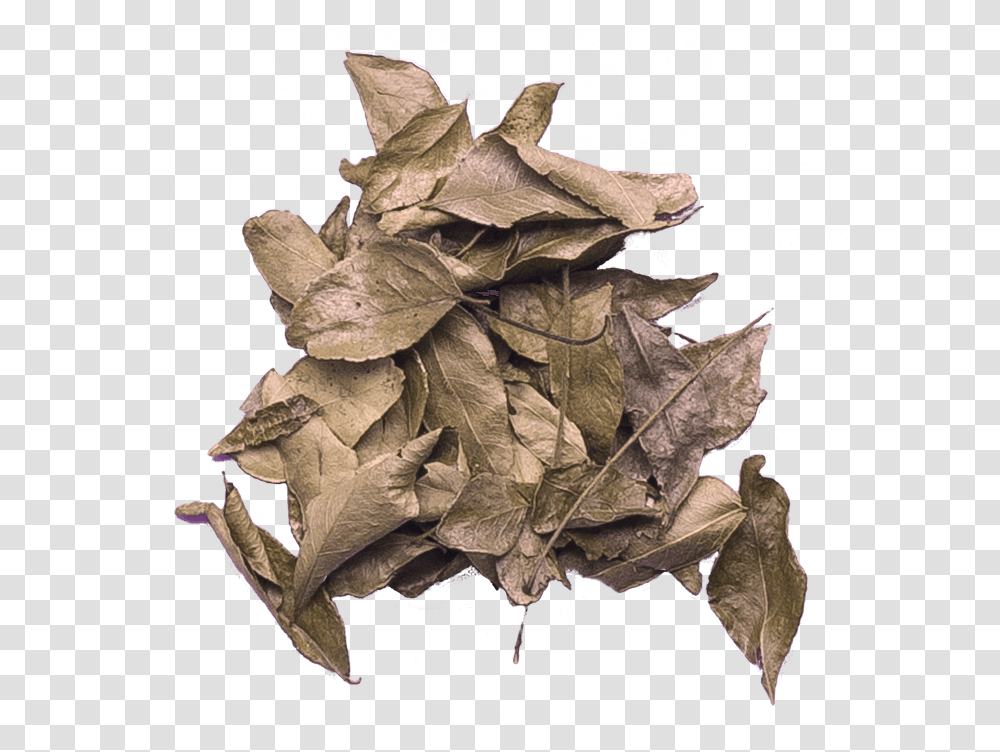 Curry Leaves Paper, Leaf, Plant, Tree, Painting Transparent Png