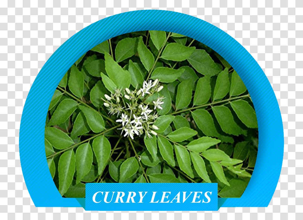 Curry Plant Leaf, Flower, Blossom, Acanthaceae, Vegetation Transparent Png