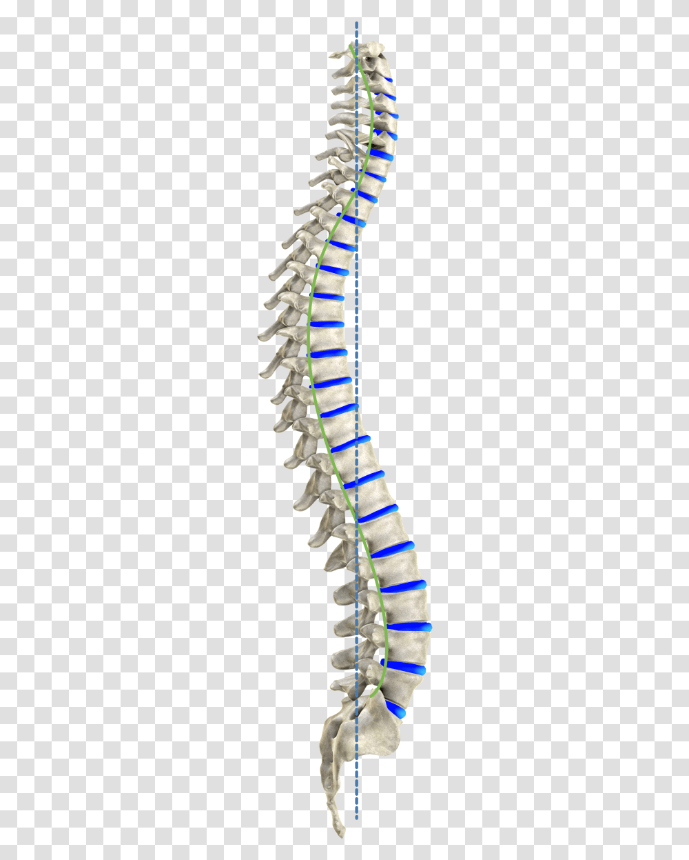 Curve Spine Spinal Cord Transparent Png