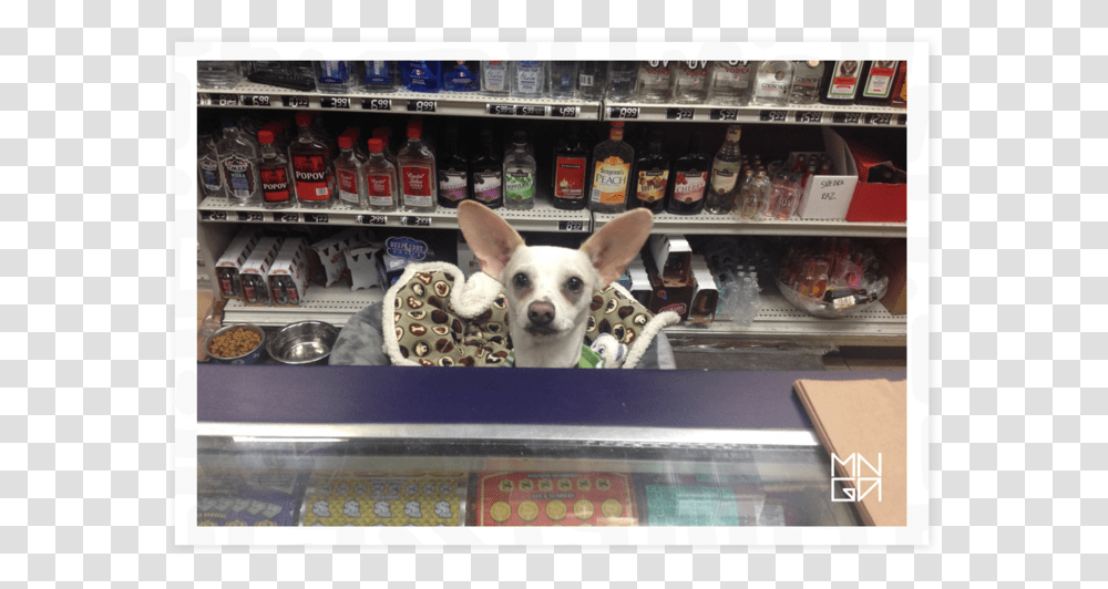 Customer Service Dog, Grocery Store, Shop, Pet, Canine Transparent Png