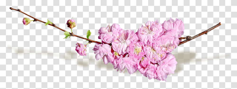 Cut Flowers Blog Spring Flower, Plant, Blossom, Petal, Cherry Blossom Transparent Png