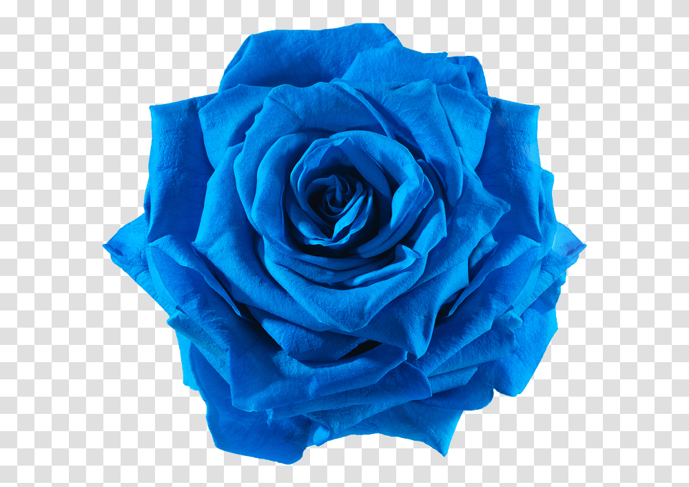 Cut Flowers Blue Flower, Rose, Plant, Blossom Transparent Png