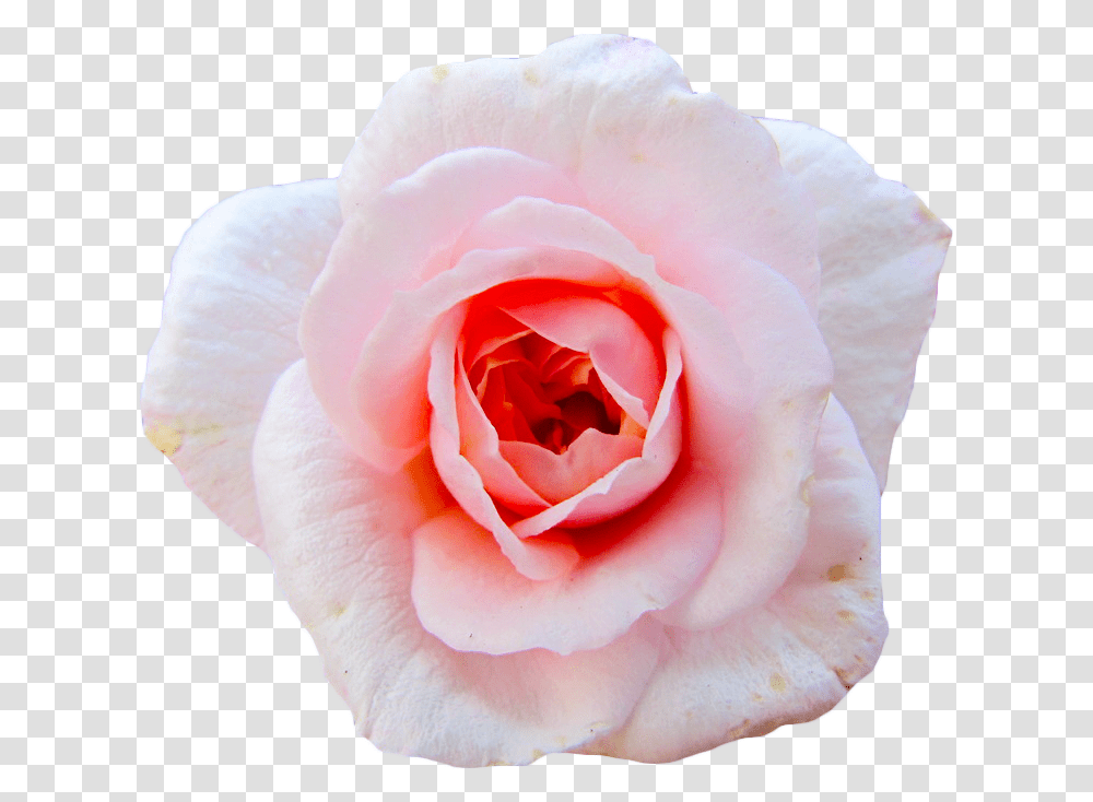Cut Flowers Garden Roses Centifolia Roses Petal Aesthetic Flower Gif, Plant, Blossom Transparent Png