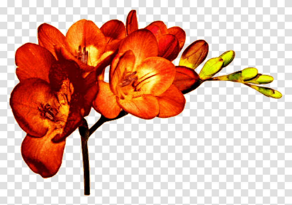 Cut Flowers Plant Freesia Alba Bulb Orange Flowers, Blossom, Geranium, Petal, Amaryllis Transparent Png