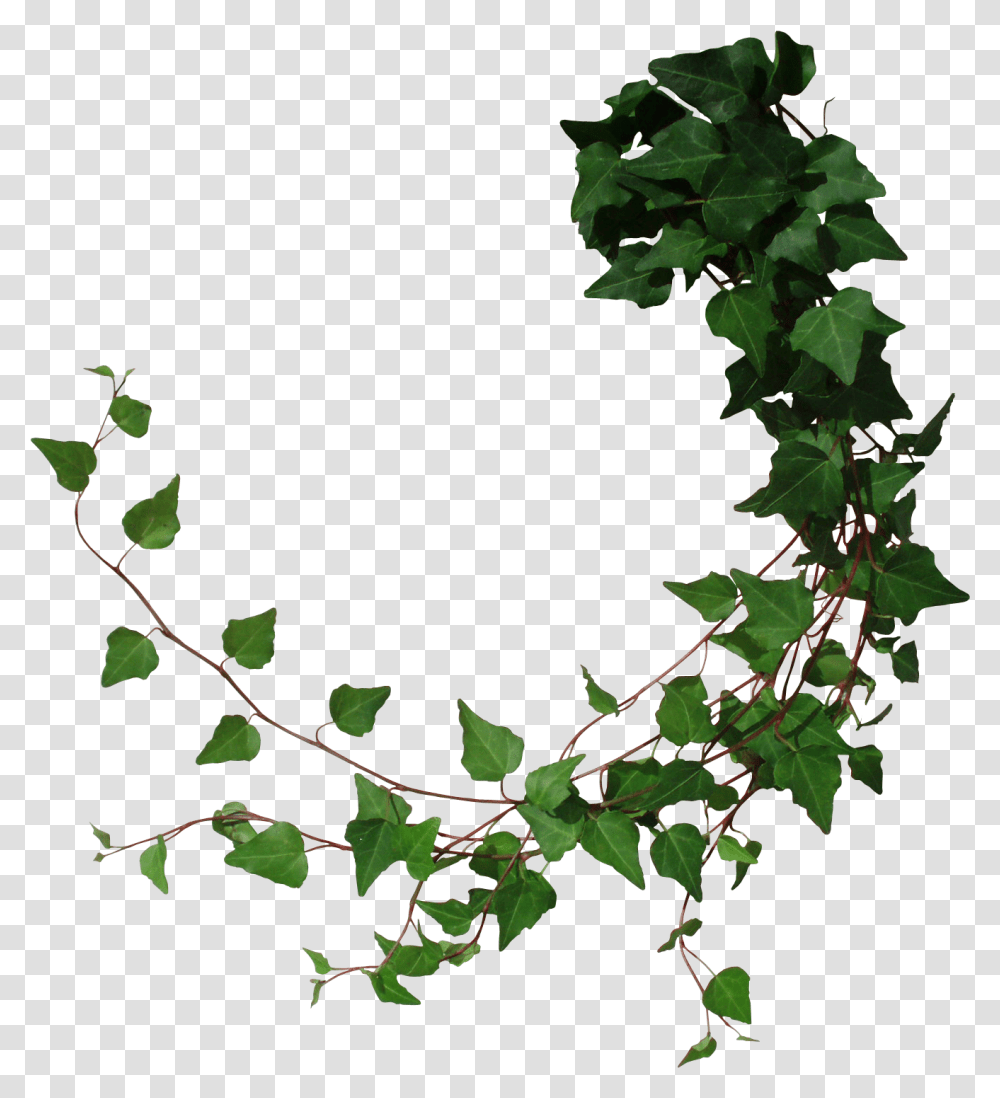 Cut From My Photo With Photoshop Ivy, Plant, Leaf, Vine Transparent Png