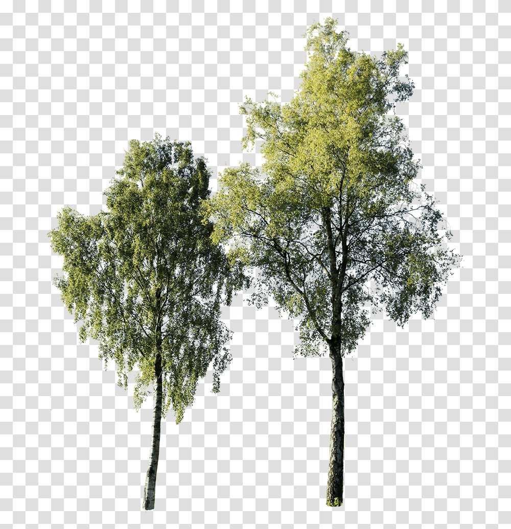 Cut Out Birch Tree, Plant, Vegetation, Person, Silhouette Transparent Png