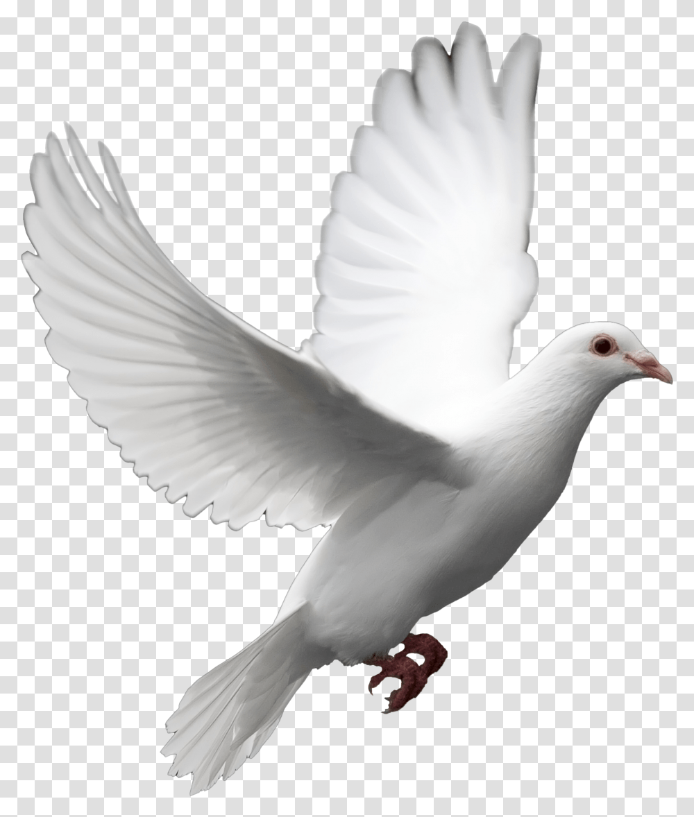 Cut Out Flying Bird Model Background White, Animal, Dove, Pigeon, Beak Transparent Png